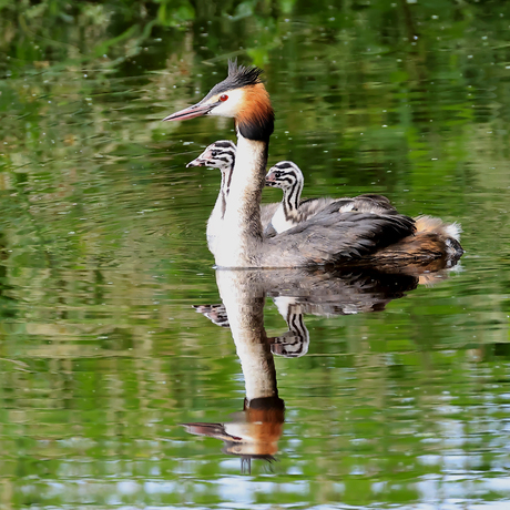 Spiegelbeeld