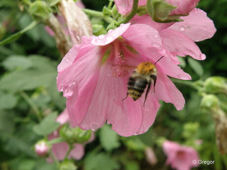 Bij zoekt bloem