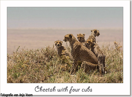 cheeta familie