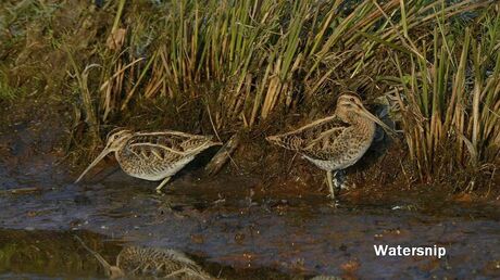 De Watersnip