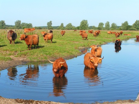 Schotse laaglanders