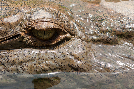 croc's eye