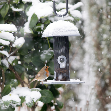 Roodborst