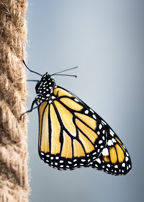 Monarch Vlinder