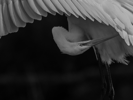 Zilverreiger in zwartwit