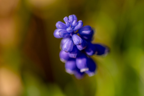 Blauw en Druif...