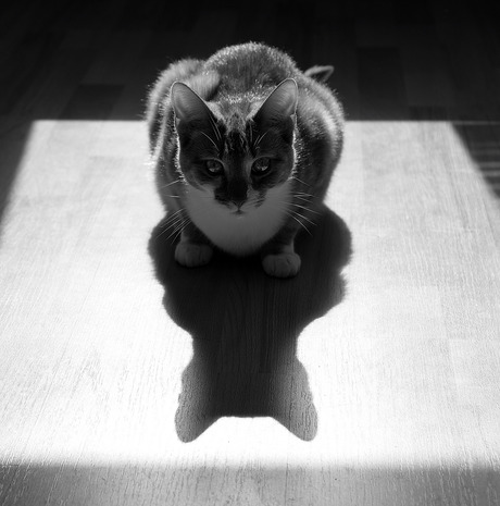 Cat shadow