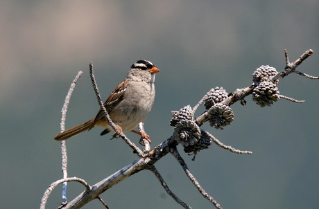 Vogel met petje op! [White crowned sparrow]