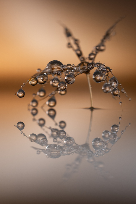 spiegelbeeld
