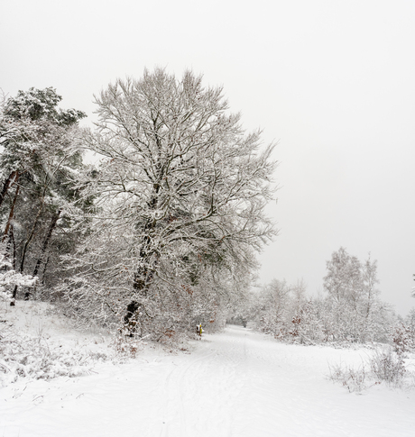 Sneeuw in de Maashorst