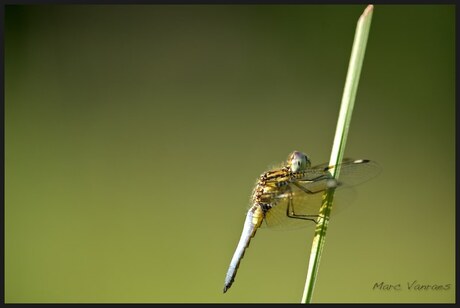 Libelle