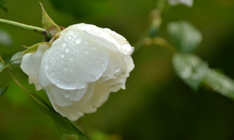 White roze