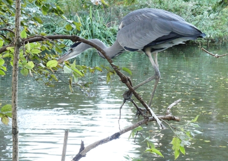 Blauwe reiger