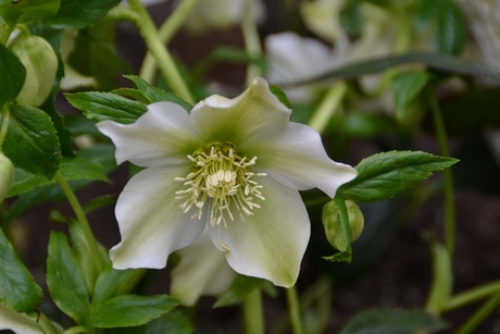 Helleborus