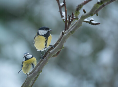 Koolmees met Pimpelmees 