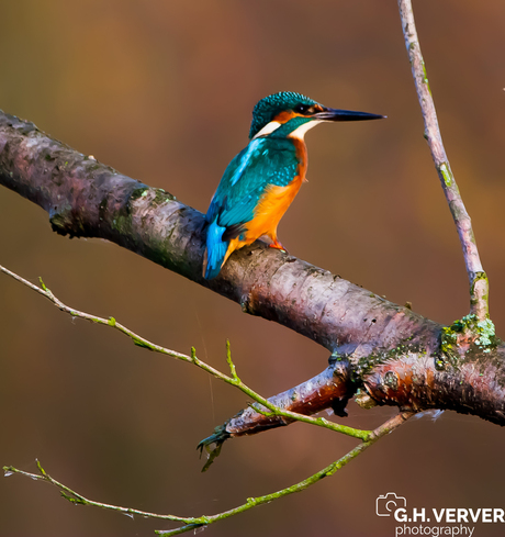 de ijsvogel