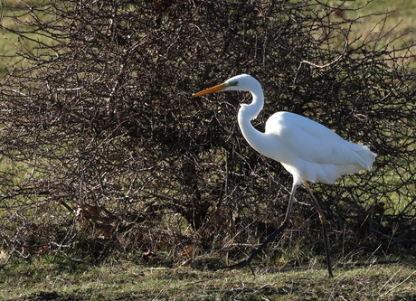 grote zilverreiger 3