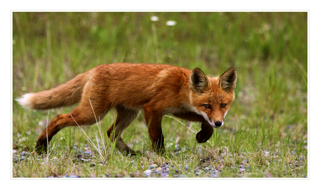 Arctic Fox