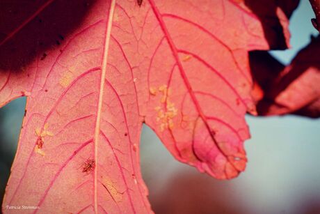 roze herfstblad