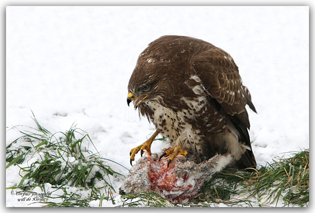 Buizerd met prooi