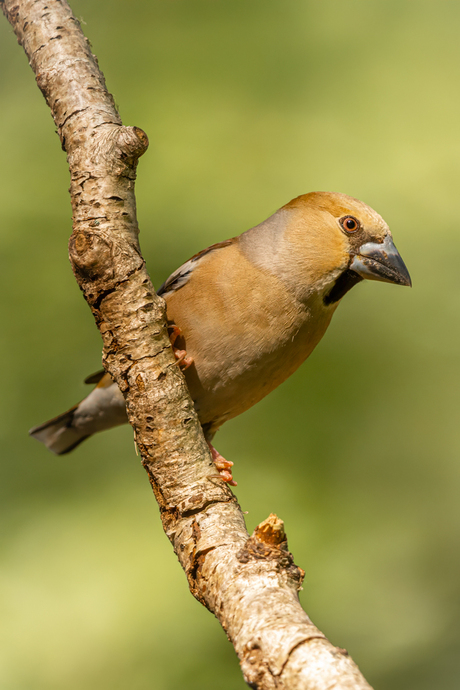 Appelvink