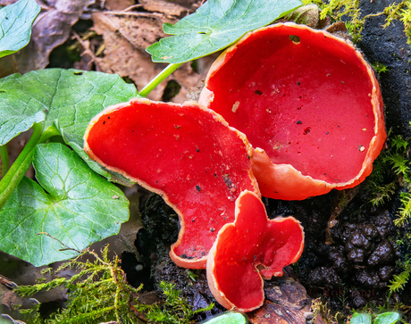 Nog een Rode Kelkzwam