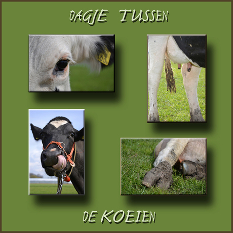 Tussen de koeien