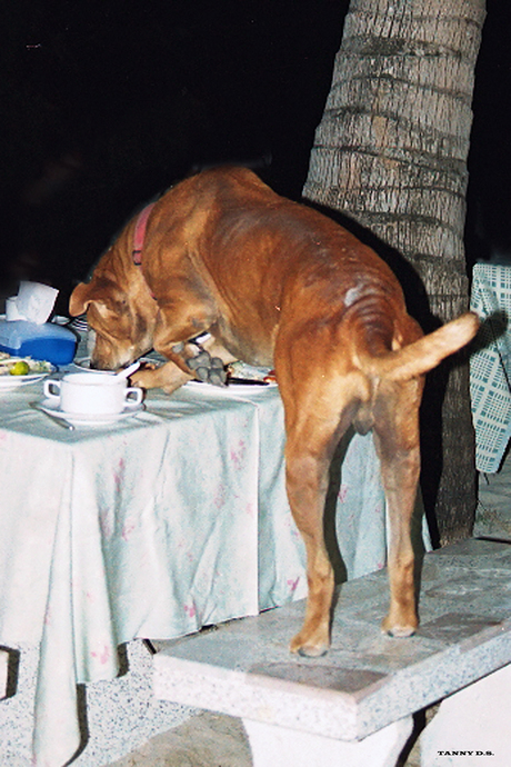 Hond in de pot