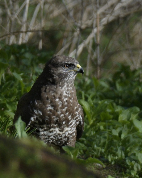 Buizerd