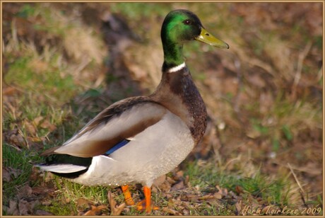 Mannetjes eend (Woerd)