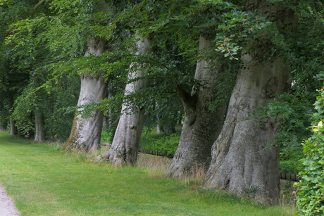 4 oude beuken