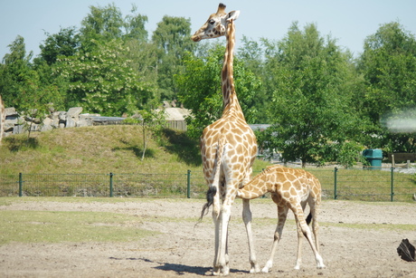 Beekse Bergen