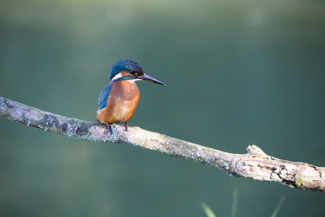 Ijsvogel