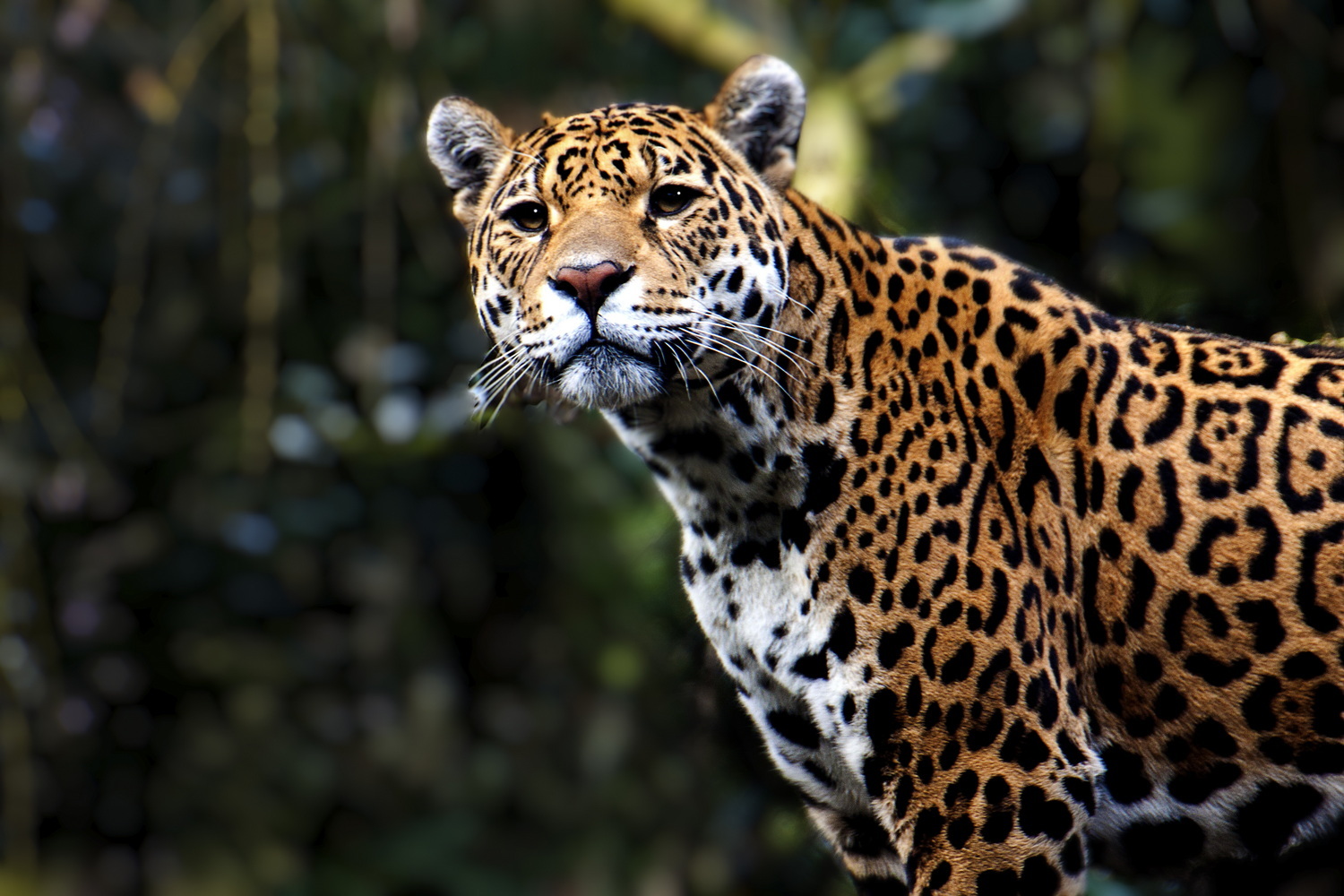 Jaguar - foto van fotohela -