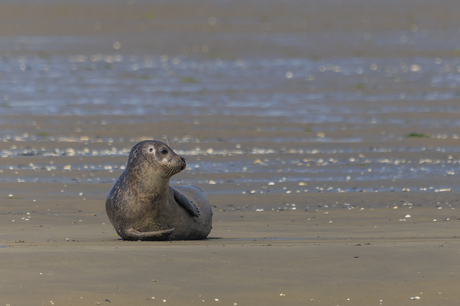 Zeehond