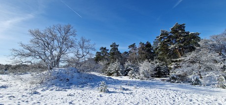 Winter wonderland 