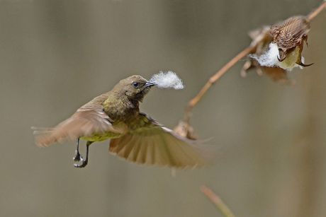 Scarlet-chested Sunbird 3