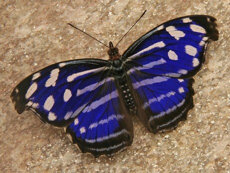 Blauwe Golf Vlinder