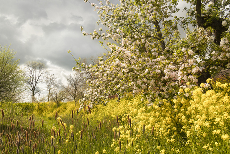 Betuwe in bloei