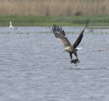 Zeearend grijpt meerkoet