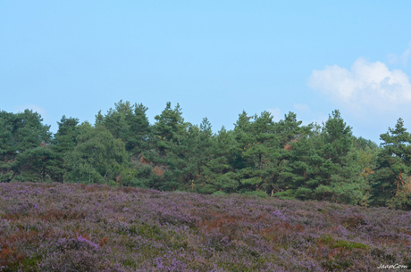 Wezepsche Heide