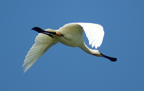 Lepelaar (Platalea leucorodia)