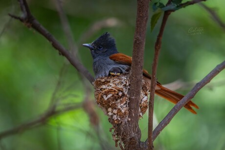 Onder moeders vleugel