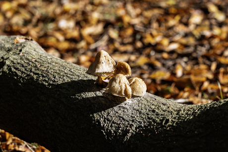 paddenstoelen