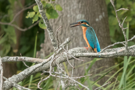 IJsvogel in de Weerribben