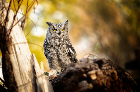 Oehoe Bubo Africanus