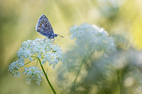 When the colors fade the colorless...