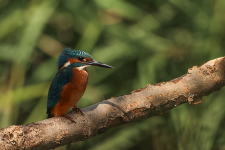 IJsvogel 