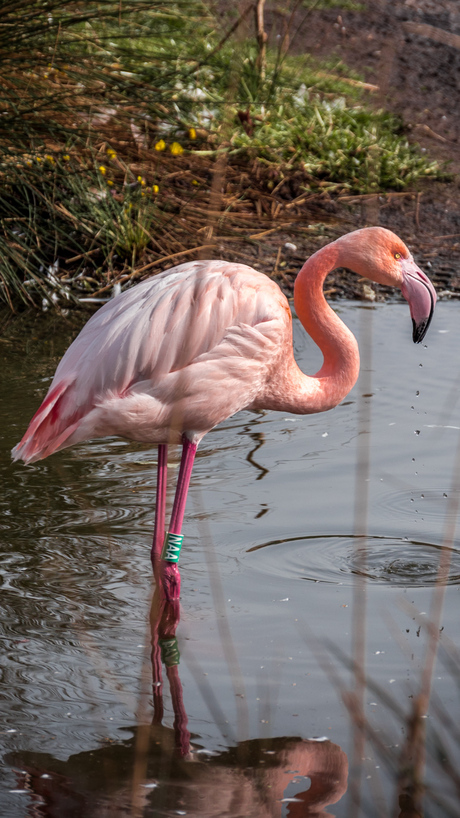 Roze flamingo