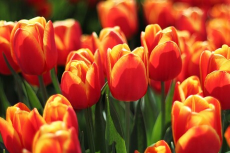 Tulpen in de zon